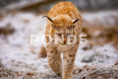 Beautiful eurasian lynx walks in the forest at early winter Stock Photos