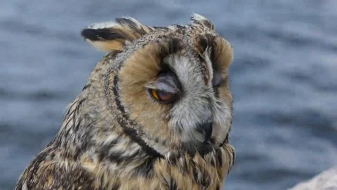 Beautiful eurasian owl closeup Stock Footage 69233848