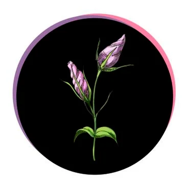 Beautiful eustoma bud flower in a black circle. Floral vector. Stock Illustration
