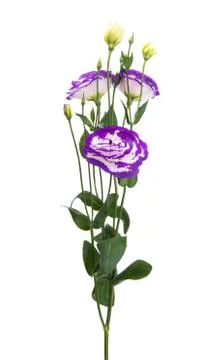 Beautiful eustoma flowers isolated Stock Photos