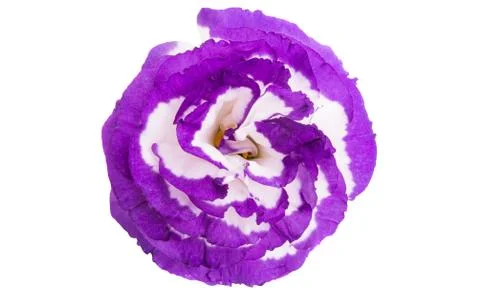 Beautiful eustoma flowers isolated Stock Photos