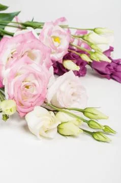 Beautiful eustoma flowers Stock Photos