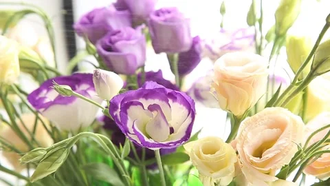 Beautiful eustoma flowers watered from a spray bottle Stock Footage 159215117