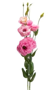 Beautiful eustoma isolated Stock Photos