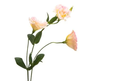 Beautiful eustoma isolated Stock Photos