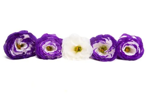 Beautiful eustoma isolated Stock Photos