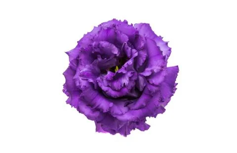 Beautiful eustoma Stock Photos