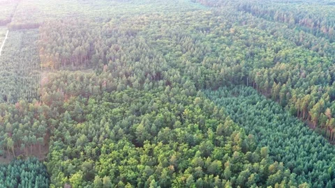 Beautiful evening flight over the forest with green trees. Fir-trees, pines. Stock Footage 166204522