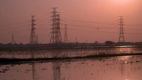 Beautiful evening In the flooded rice fields. Video stock 129097285