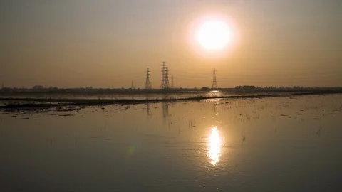 Beautiful evening In the flooded rice fields. Stock Footage 129097786
