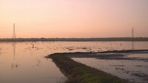 Beautiful evening In the flooded rice fields. Stock Footage 129098451