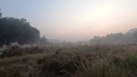 A beautiful evening light falling on the grasslands of Bandhvgarh national Stock Footage 322983393