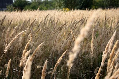 A beautiful evening in a rye field. Stock Photos