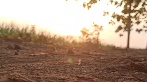 Beautiful Evening Sky Stock Footage 255082755