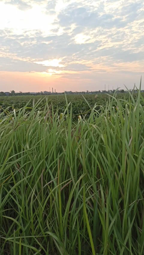 Beautiful Evening Sky Video stock 255084413