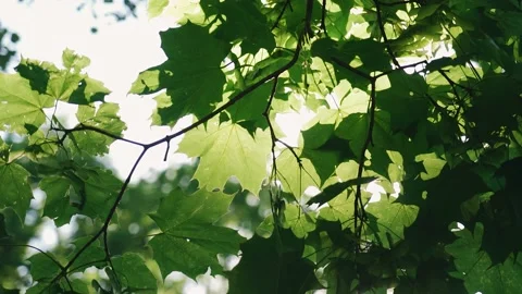 Beautiful evening sun rays break through the maple leaves Stock Footage 198144454