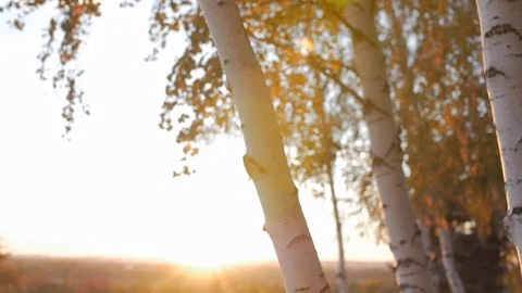Beautiful evening sun sets, the rays of the sun pass through the birch at sunset Stock Footage 98147085