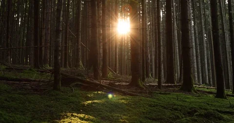 Beautiful evening sunlight in forest Stock Footage 96446736