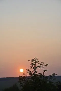 Beautiful evening sunset on the background of dark mountain ash leaves. Shado Stockfoto's