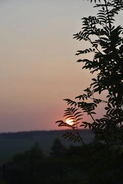 Beautiful evening sunset on the background of dark mountain ash leaves. Shado Stock Photos