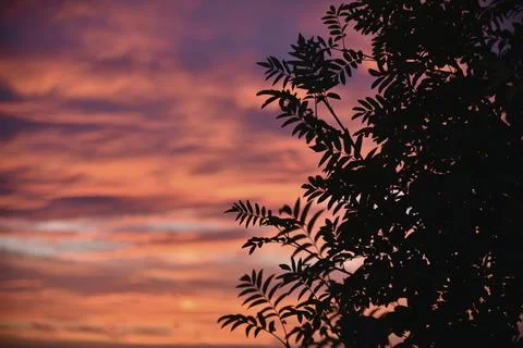 Beautiful evening sunset on the background of dark mountain ash leaves. Shado Stockfoto's