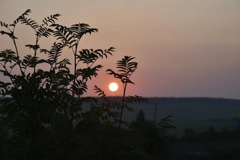 Beautiful evening sunset on the background of dark mountain ash leaves. Shado Foto stock