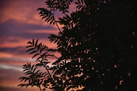 Beautiful evening sunset on the background of dark mountain ash leaves. Shado Stockfoto's