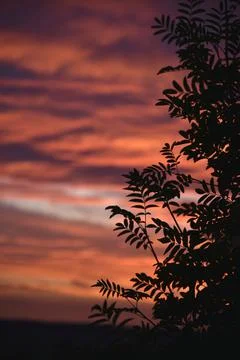 Beautiful evening sunset on the background of dark mountain ash leaves. Shado Foto stock