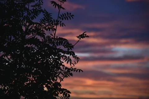 Beautiful evening sunset on the background of dark mountain ash leaves. Shado Stockfoto's