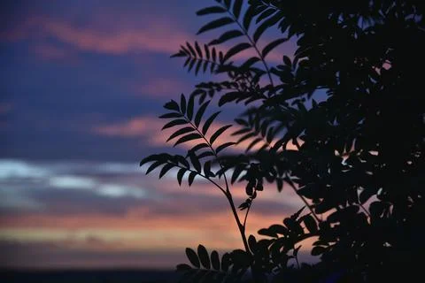 Beautiful evening sunset on the background of dark mountain ash leaves. Shado Foto stock
