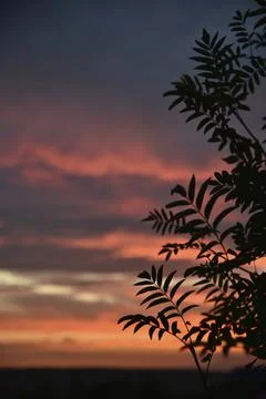 Beautiful evening sunset on the background of dark mountain ash leaves. Shado Stockfoto's