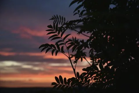 Beautiful evening sunset on the background of dark mountain ash leaves. Shado Stockfoto's