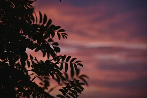 Beautiful evening sunset on the background of dark mountain ash leaves. Shado Foto stock