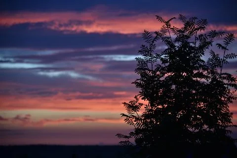 Beautiful evening sunset on the background of dark mountain ash leaves. Shado Stockfoto's