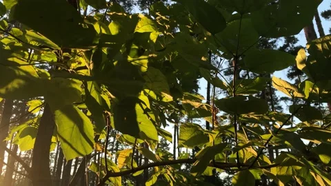 Beautiful evening sunset in the park in the middle of summer. Stock Footage 160841350