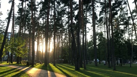 Beautiful evening sunset in the park in the middle of summer. Stock Footage 160841561