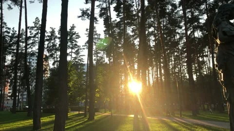Beautiful evening sunset in the park in the middle of summer. Stock Footage 160841689