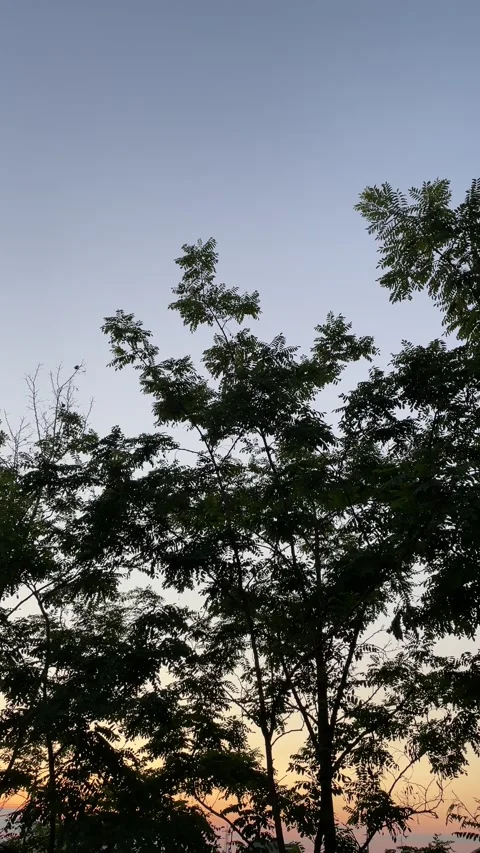 Beautiful Evening Twilight Sky Through Trees at Sunset – Nature Landscape 4K 库存影片 201499920