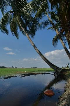 Beautiful evening view with cloudy sky at green paddy field and coconut tree  Stock Photos