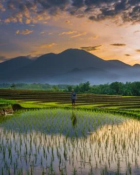 Beautiful evening view of the rice fields and farmers Stock Photos