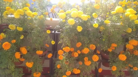 Beautiful ever view of marigold flower. Stock Footage 325874229