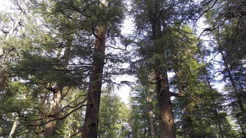 Beautiful ever view of Pine tree in Himalaya. Stock Footage 270776616