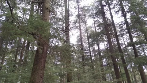 Beautiful ever view of Pine tree in Himalaya. Stock Footage 270776655