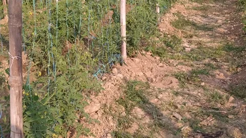 Beautiful ever view of tomato field. Stock Footage 142949913
