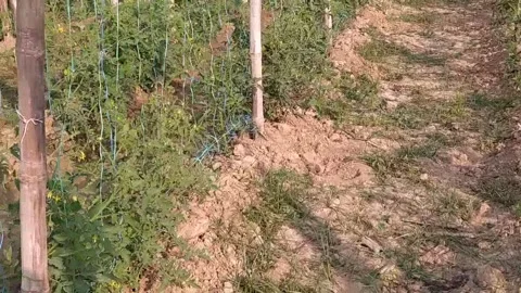 Beautiful ever view of tomato field. Stock-Footage 143257959