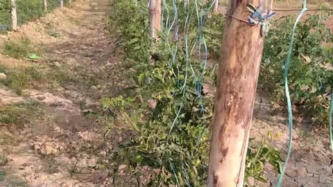 Beautiful ever view of tomato field. Stock Footage 143257969