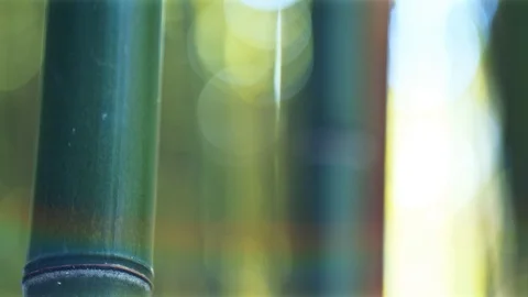 Beautiful evergreen bamboo forest Видео 89651978