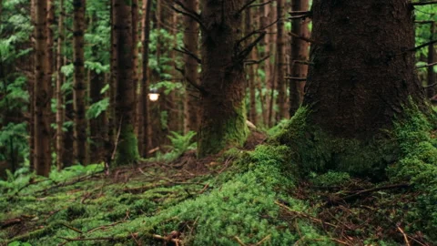Beautiful evergreen forest during calm rain at spring or summer time Stock Footage 331358699