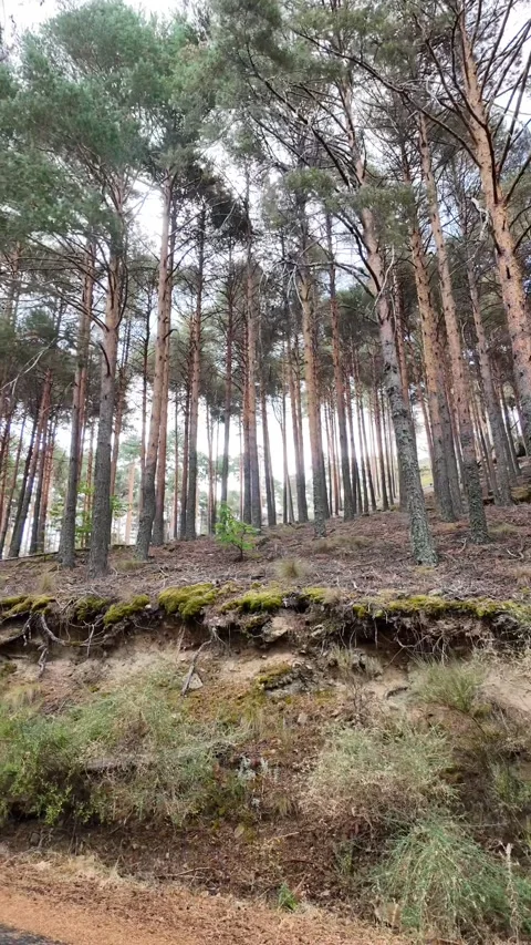 Beautiful evergreen pine forest growing on a steep, mossy hillside in a natural Stock Footage 345274813