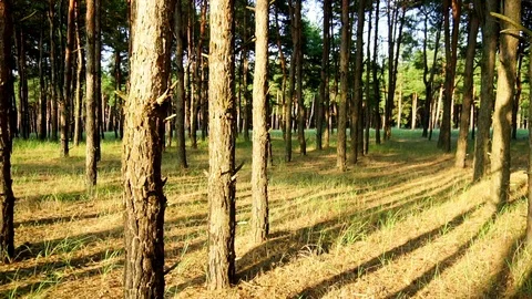 Beautiful evergreen pine tree forest filled with sun rays on warm summer evening Stock Footage 104371870